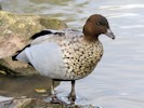 Australian Wood Duck (WWT Slimbridge October 2012) - pic by Nigel Key